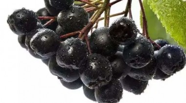 不老莓中的类黄酮化合物