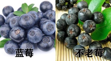 [国匠酒业不老莓酒]不老莓极似蓝莓，营养价值却比蓝莓高几倍