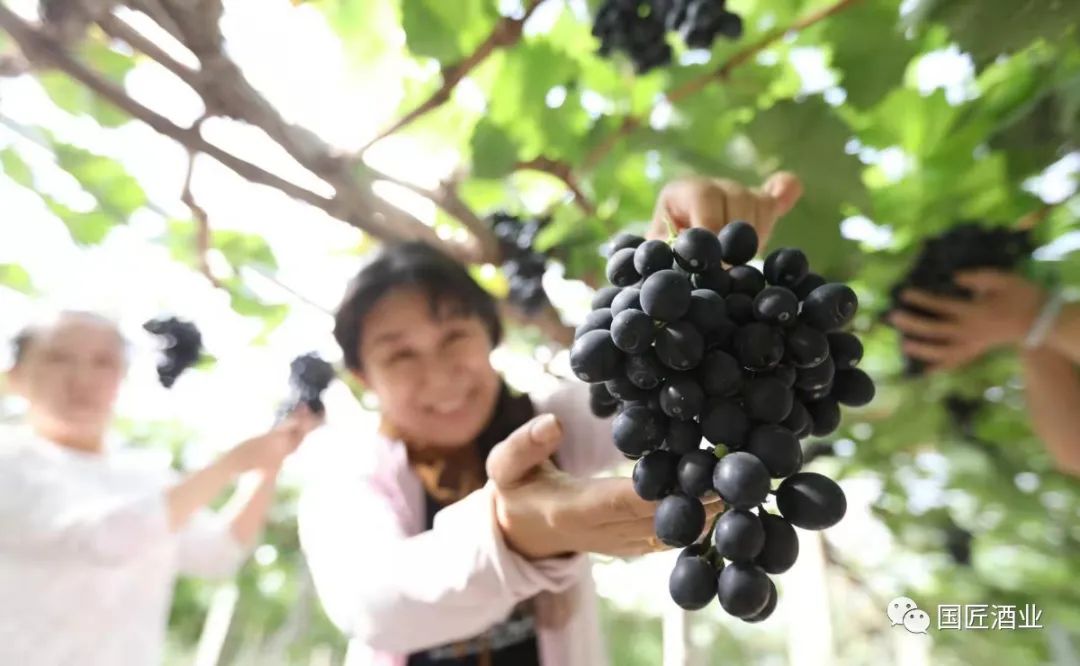 不老莓潜在的药理活性(二)——抗菌、抗病毒、胃保护、抗糖尿病 不老莓潜在的药理活性(二)——抗菌、抗病毒、胃保护、抗糖尿病