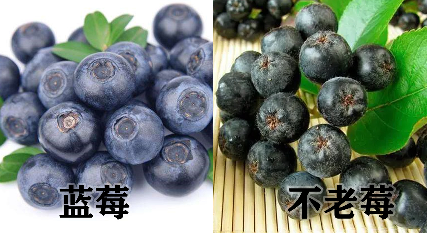 [国匠酒业不老莓酒]不老莓极似蓝莓，营养价值却比蓝莓高几倍