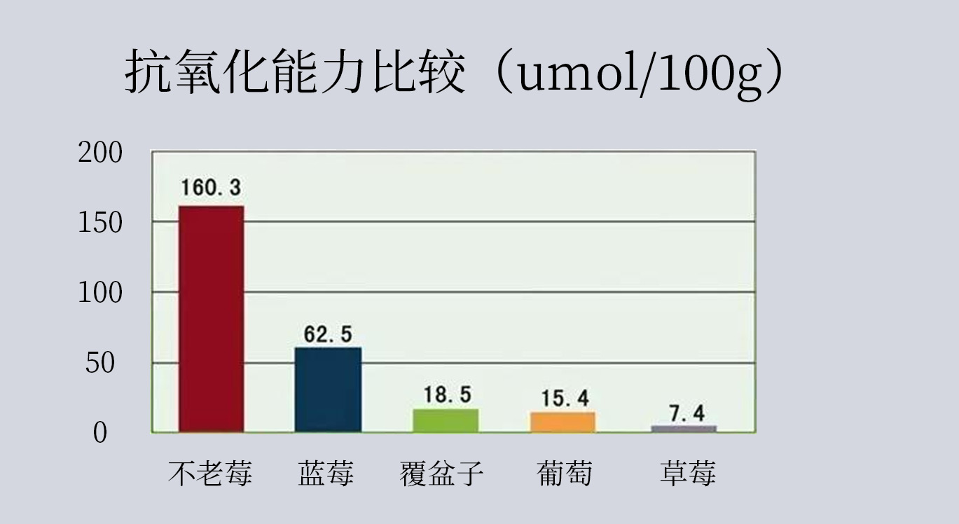 [国匠酒业不老莓酒]不老莓极似蓝莓，营养价值却比蓝莓高几倍