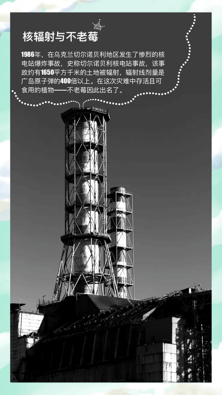 车尔西曜朝霞不老莓酒500ml