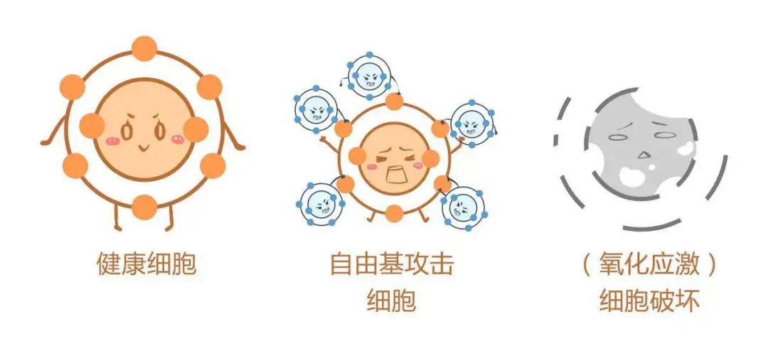 抗衰达人热衷的花青素之王——不老莓! 抗衰达人热衷的花青素之王——不老莓!