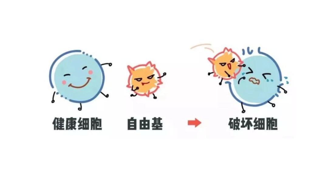 免疫健康——抗氧化最关键