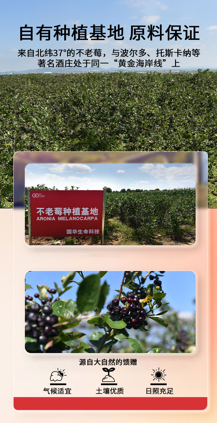 不老莓酒187ml六支装